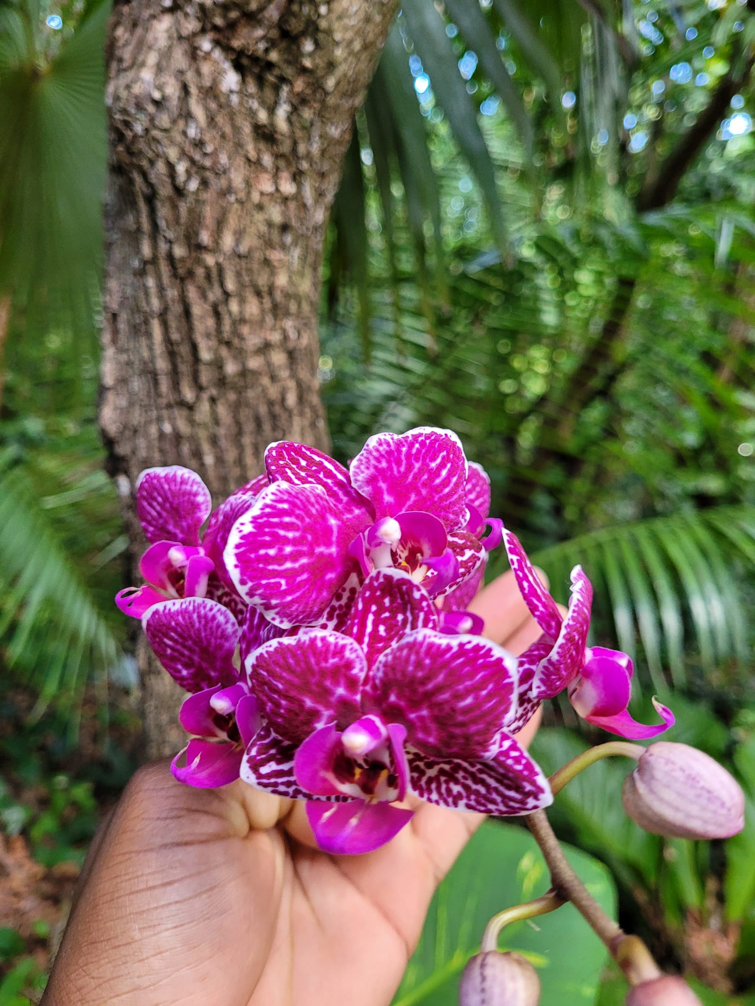 Orchid Flower- Retreat Gardens